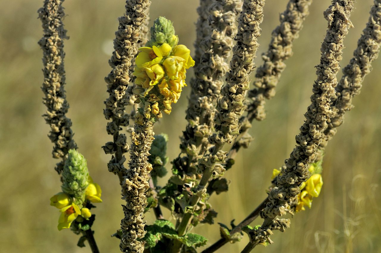 Республіканець - Республіканець