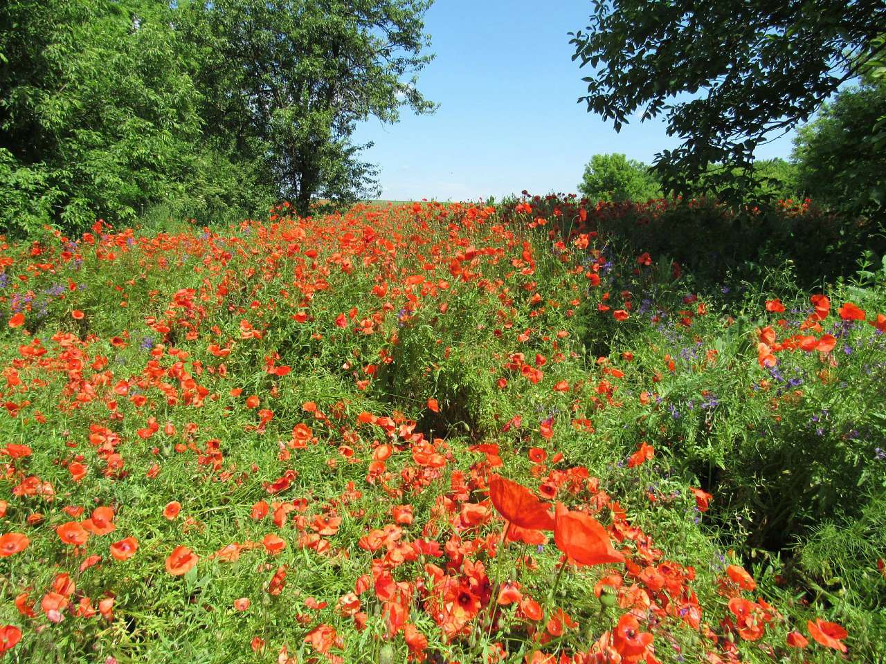 Васильків - Васильків
