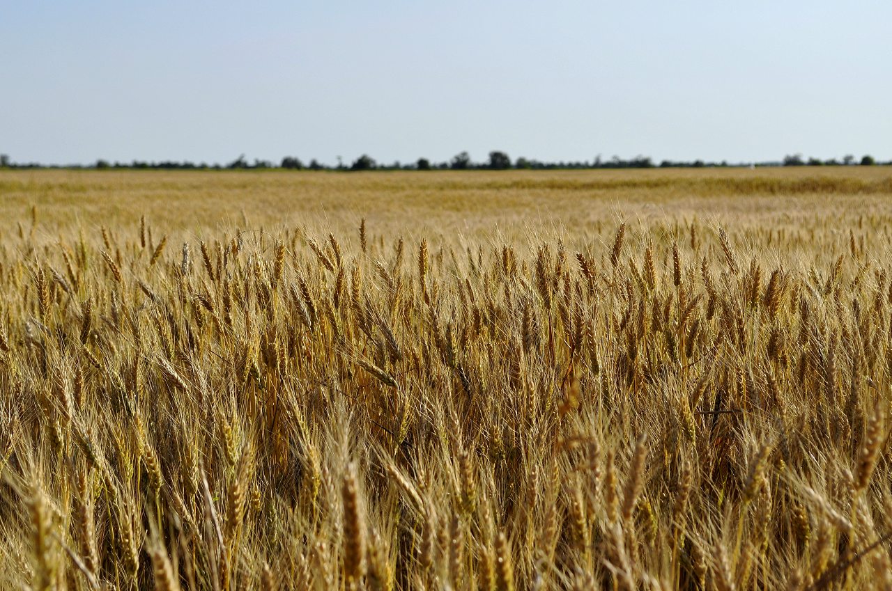 Чернянка - Чорнянка