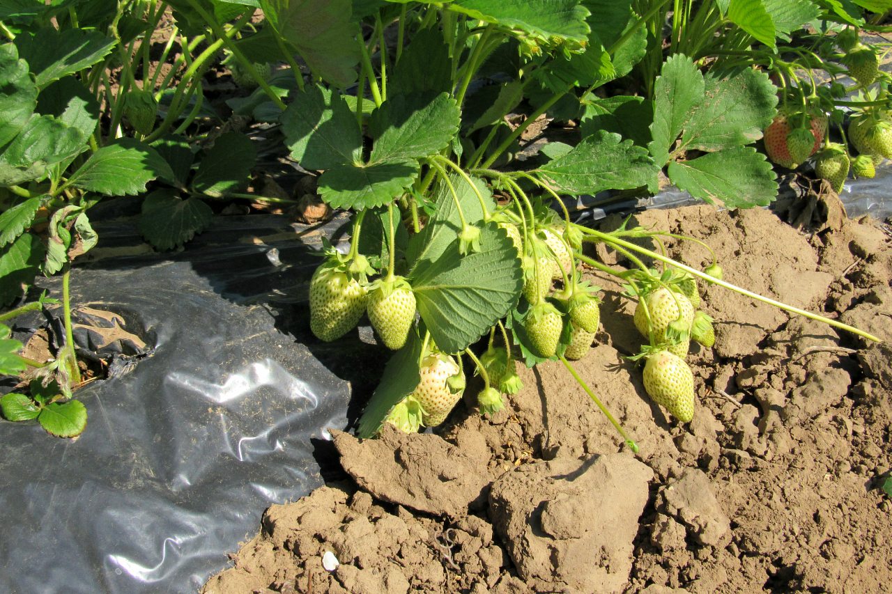 Веселе - Веселе