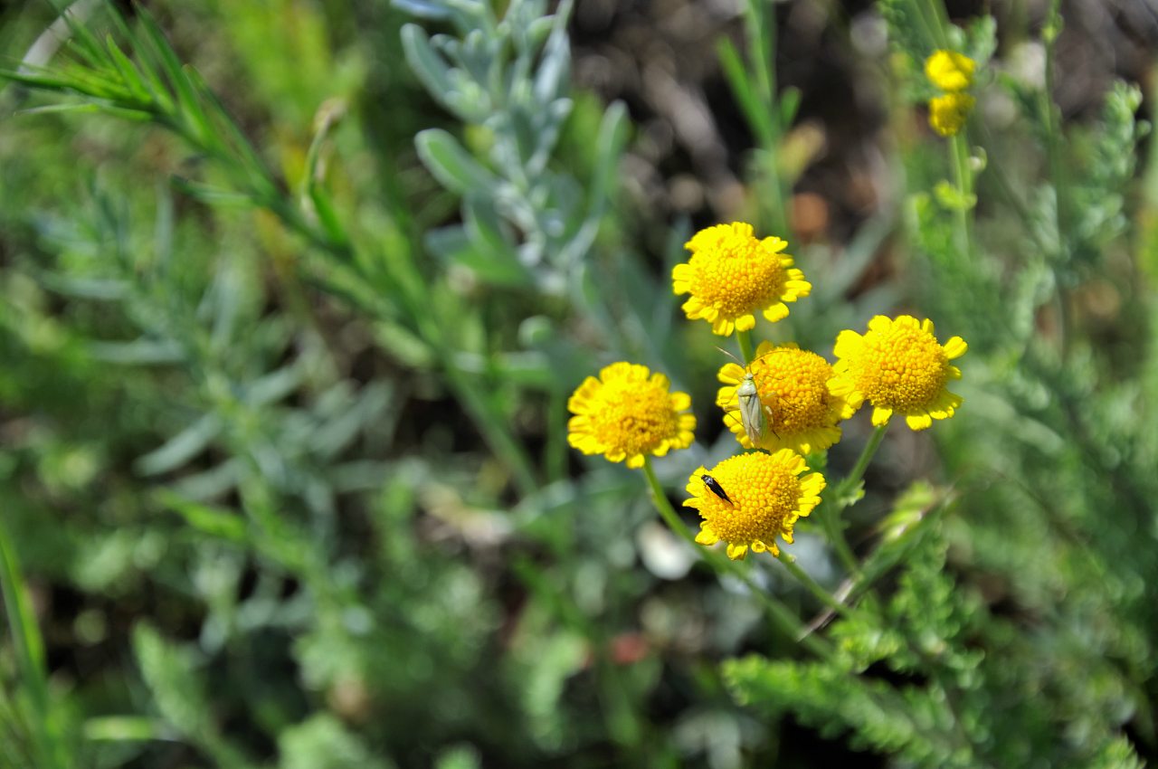 Нова Каховка - Нова Каховка