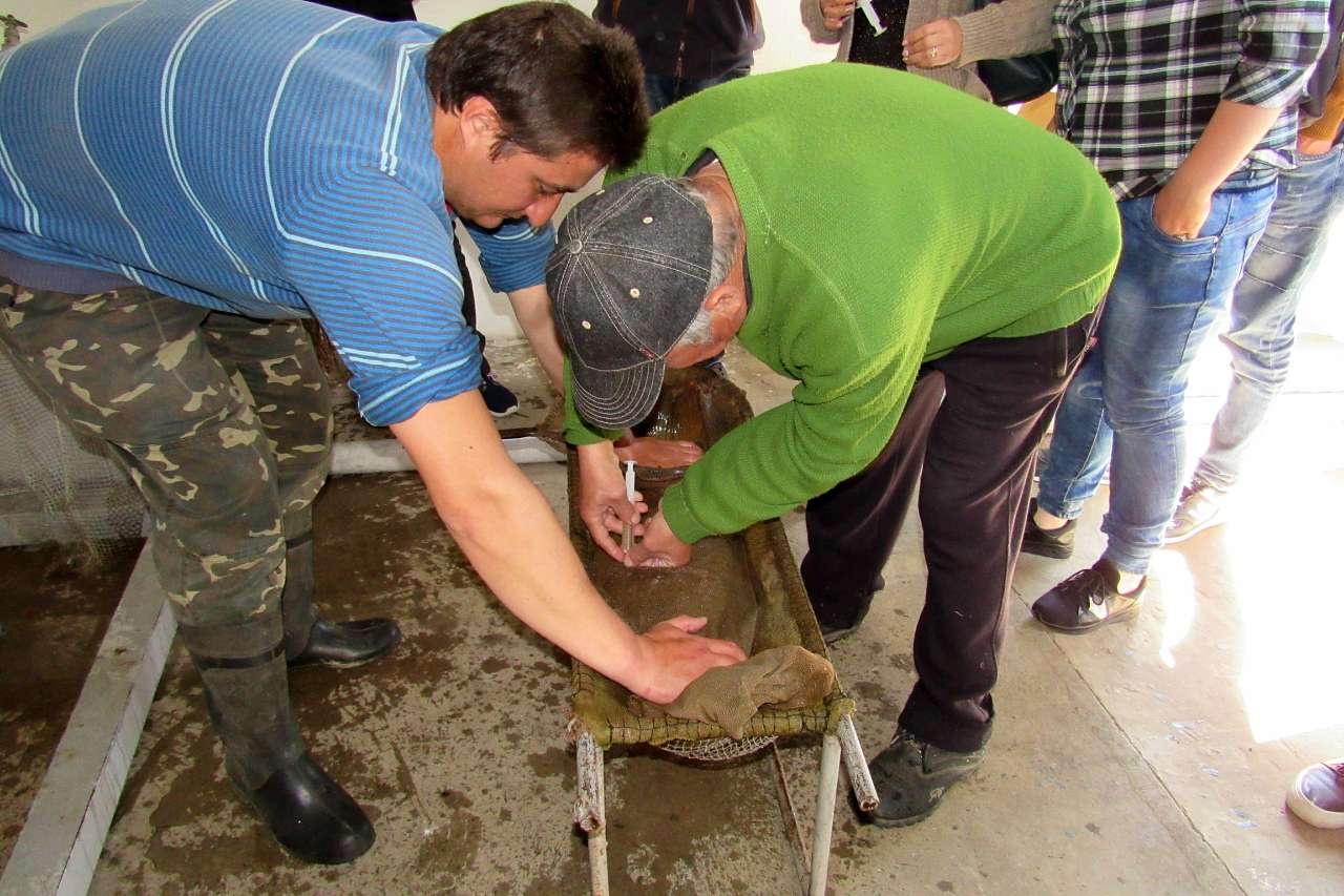 Обривка - Обривка