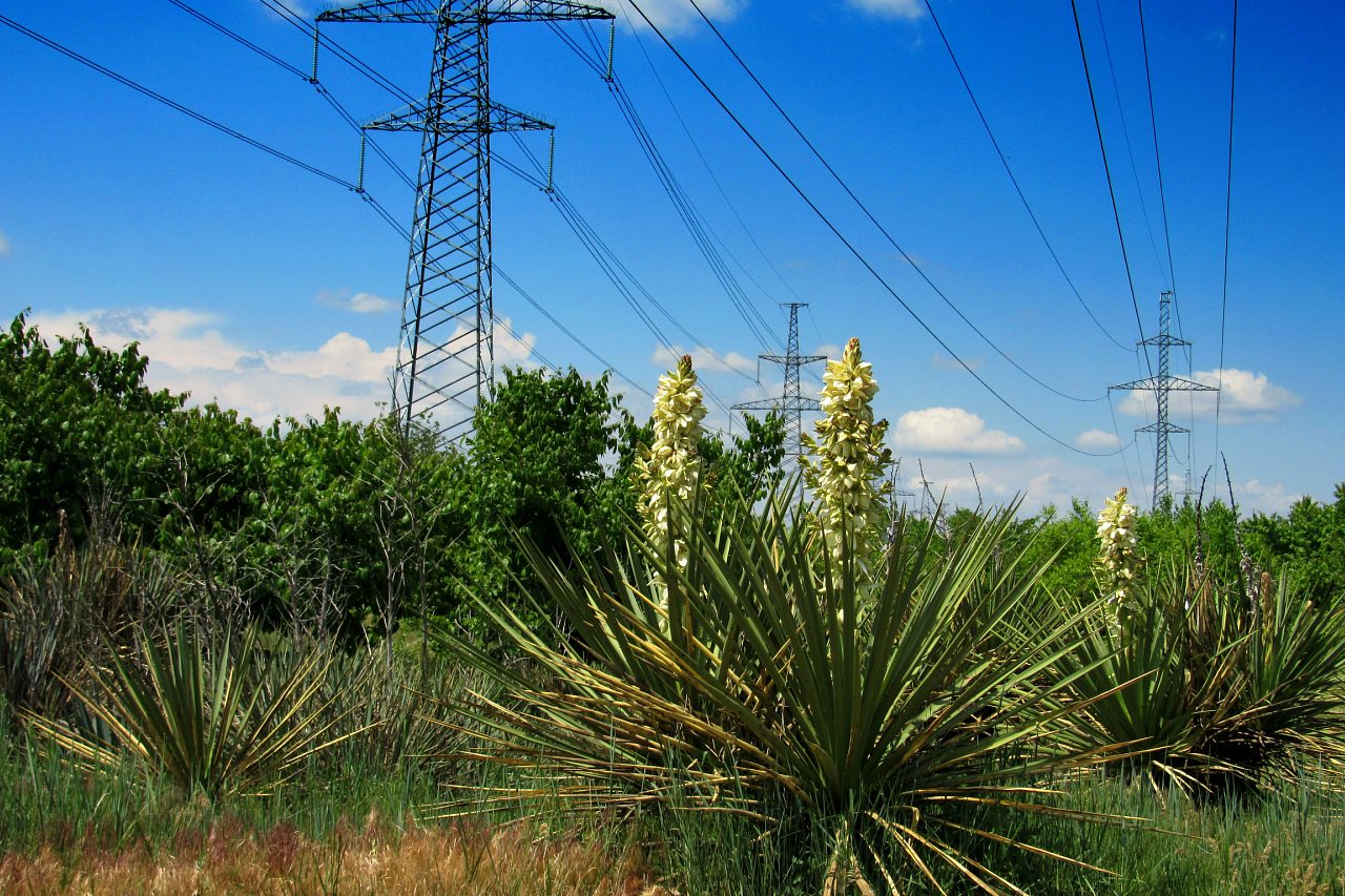 Плодове - Плодове
