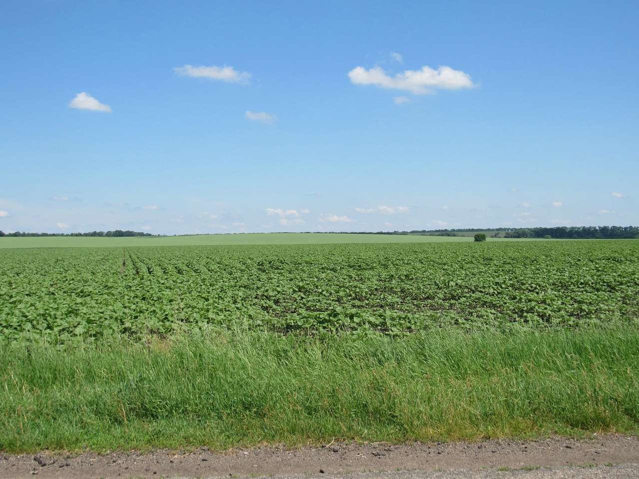 Васильків - Васильків