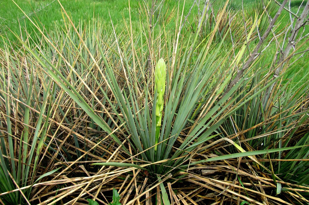 Плодове - Плодове