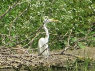 ЖИТТЯ  СЕЛА