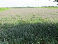 ЖИТТЯ  СЕЛА