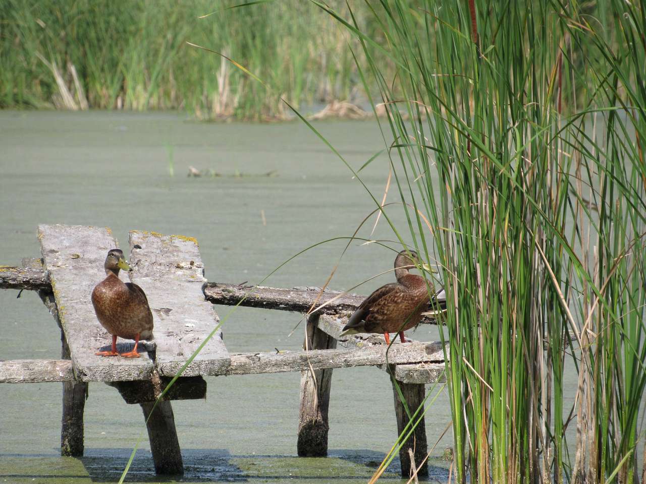 Сигнаївка - Сигнаївка