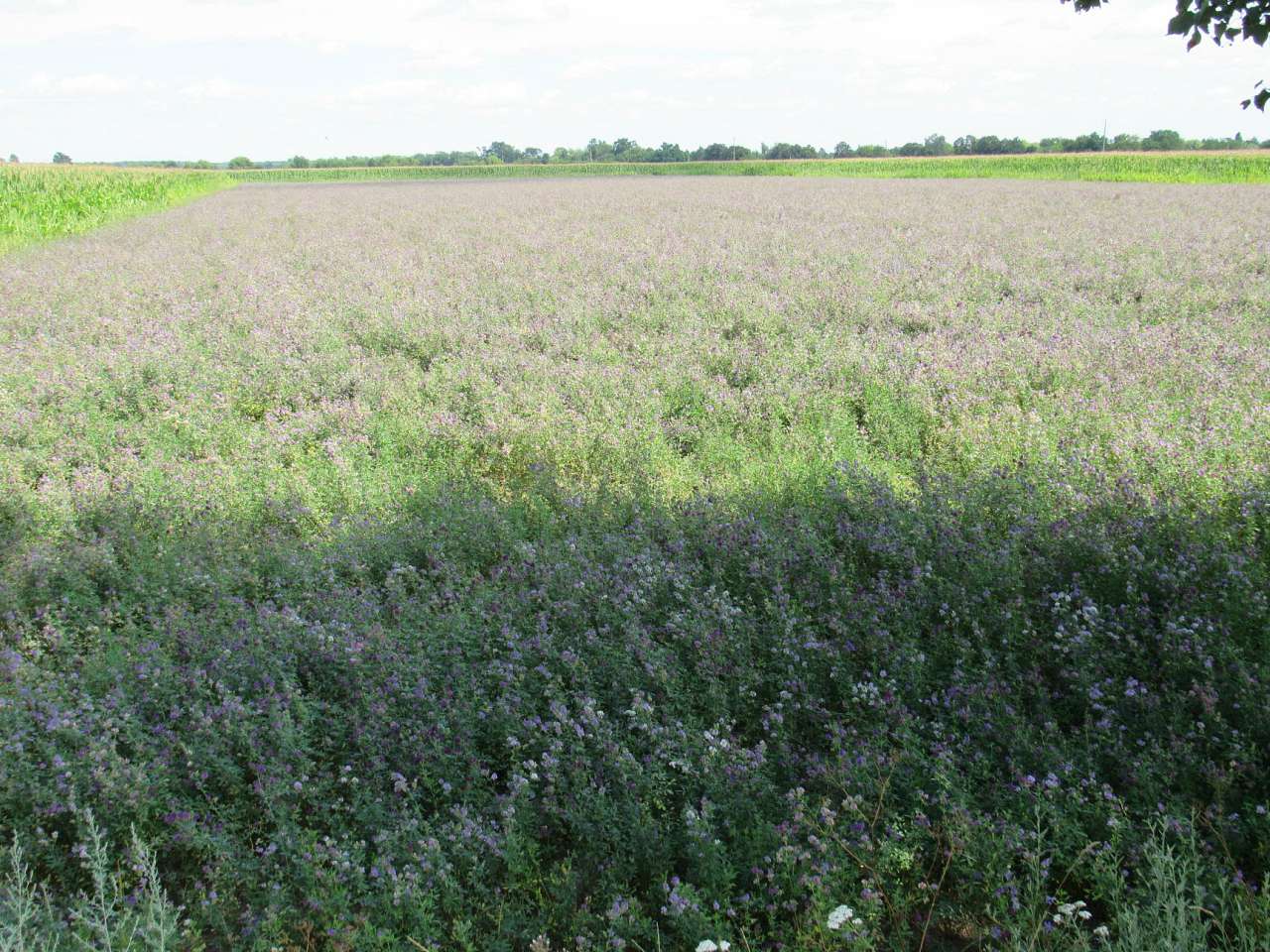 ЖИТТЯ  СЕЛА - Лебедин