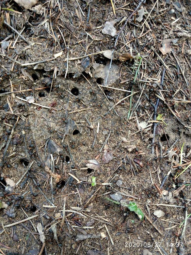 природні фантазії - Горішнє