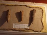 МУЗЕЙ ТРИПІЛЬСЬКОГО РОЗКОПУ