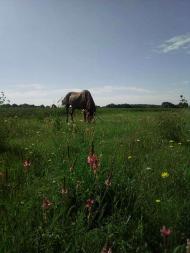 Життя  села