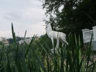 КАМ'ЯНЕЦЬ-ПОДІЛЬСЬКИЙ 2020