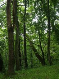 ПАЛАЦ ОРЛОВСЬКИХ