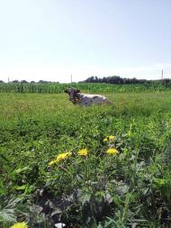 Життя  села