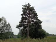 Митченки - Останні фото