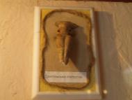 МУЗЕЙ ТРИПІЛЬСЬКОГО РОЗКОПУ