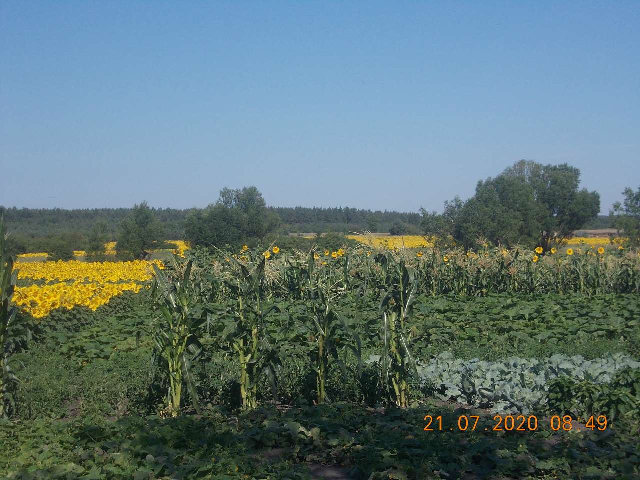 2020 - Сосновка