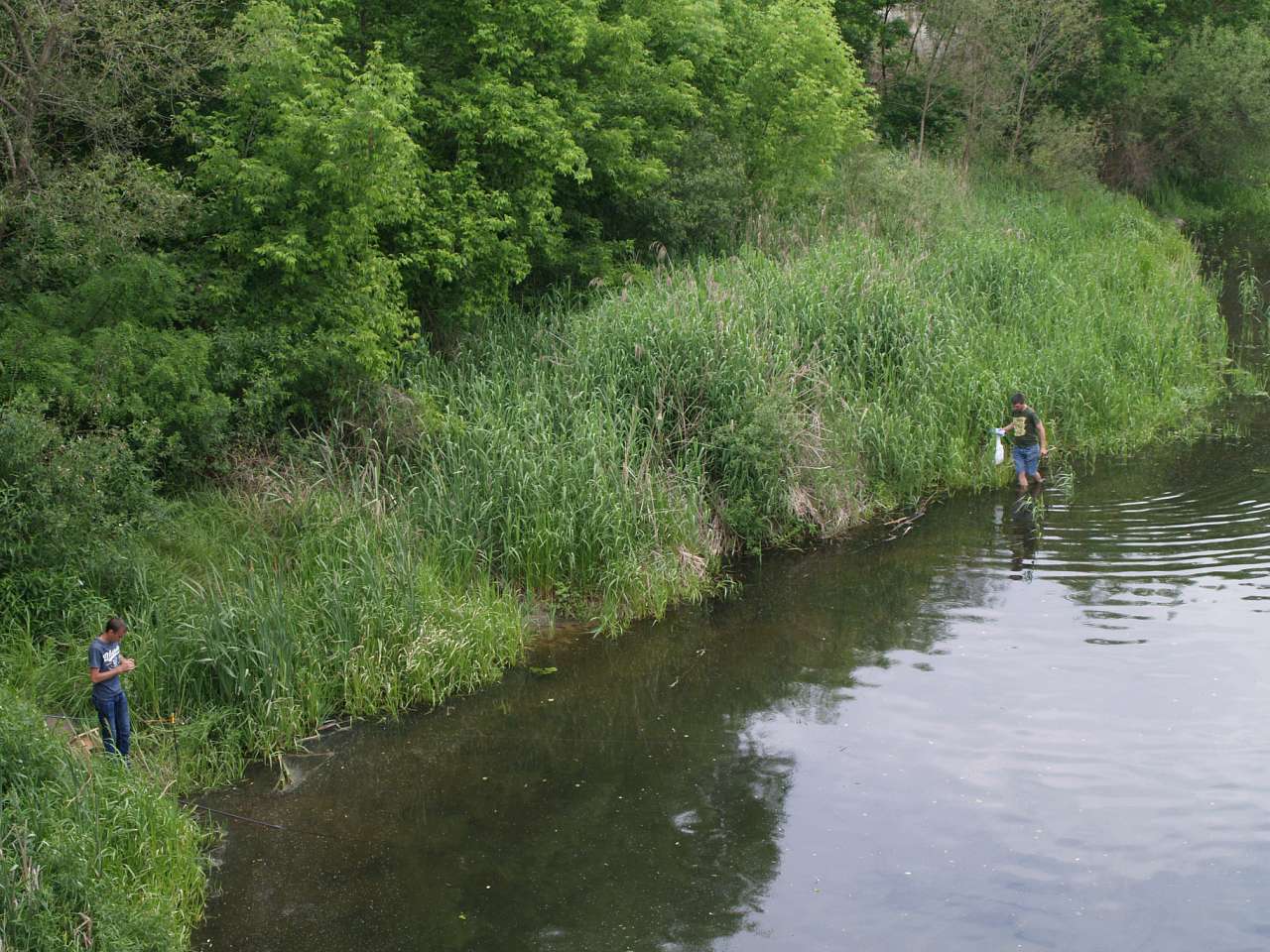 ТЕТЕРІВ У ДЕНИШАХ - Дениші