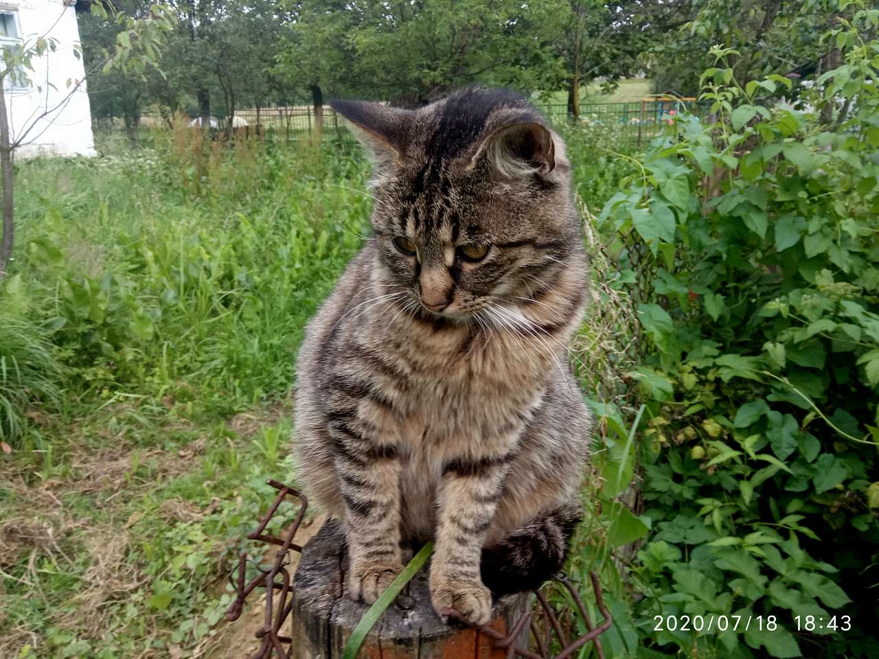 зоосвіт - Горішнє