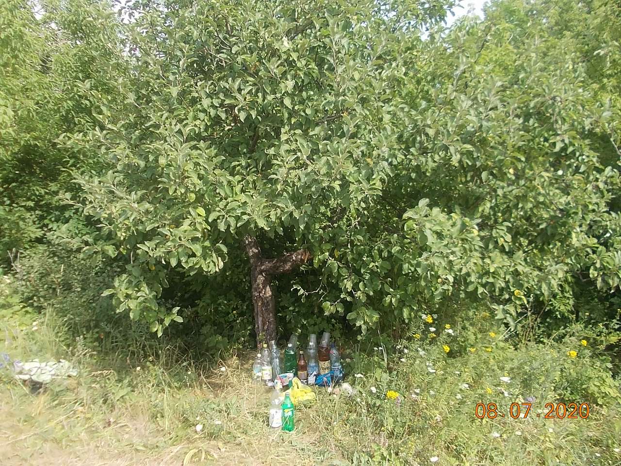 2020 - Сосновка