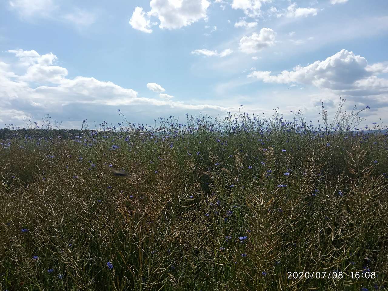 краєвид - Zhulyn