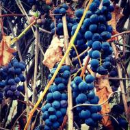 Бобли - Останні фото