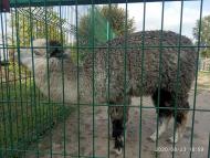 Зоопарк Лімпопо