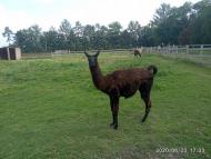 Зоопарк Лімпопо