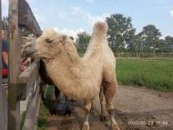 Зоопарк Лімпопо