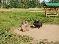 Зоопарк Лімпопо