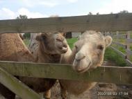 Зоопарк Лімпопо