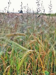 Бобли - Останні фото