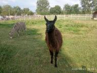 Зоопарк Лімпопо