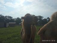 Зоопарк Лімпопо