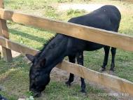 Зоопарк Лімпопо