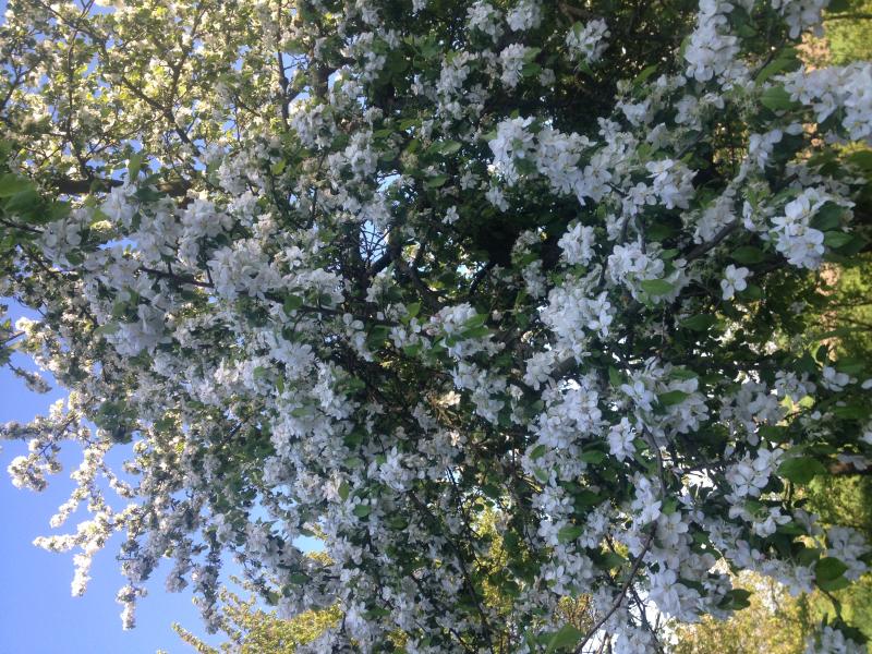 Наші фото - Бобли