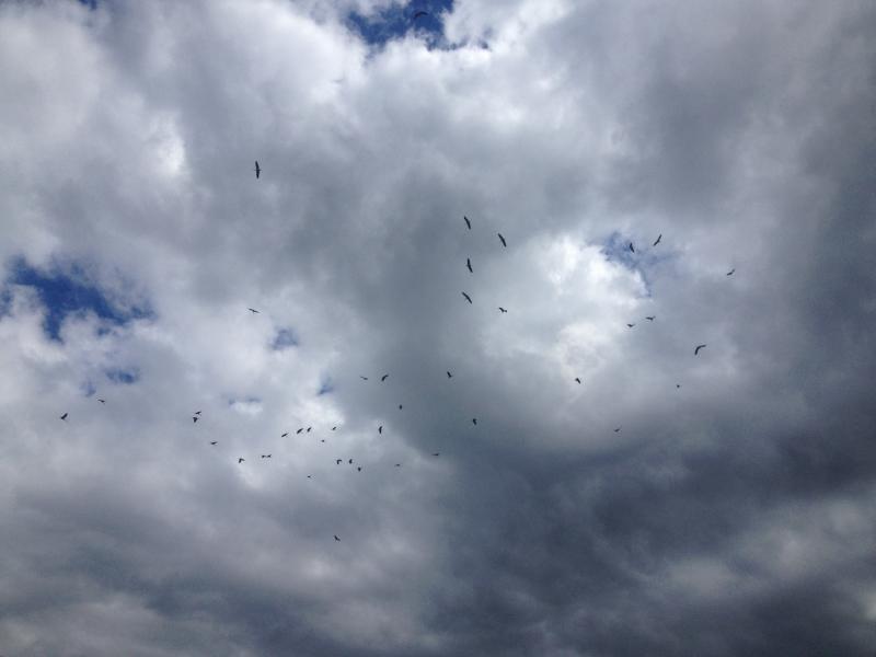 Наші фото - Бобли