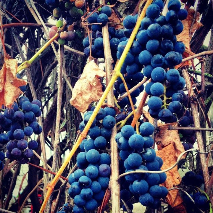 Наші фото - Бобли