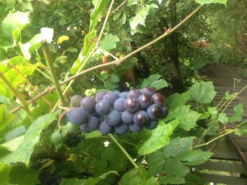 Наші фото - Бобли