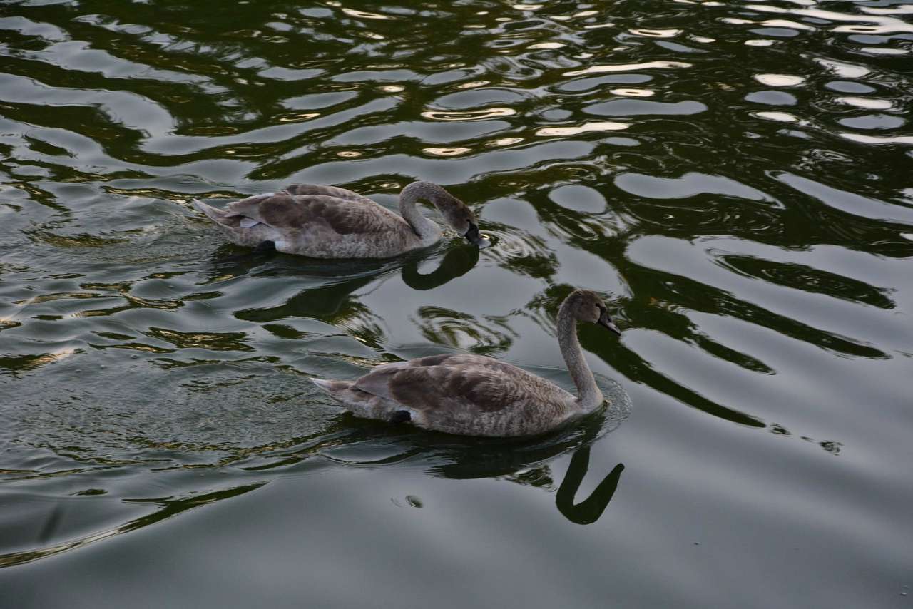 Життя  села - Матусів