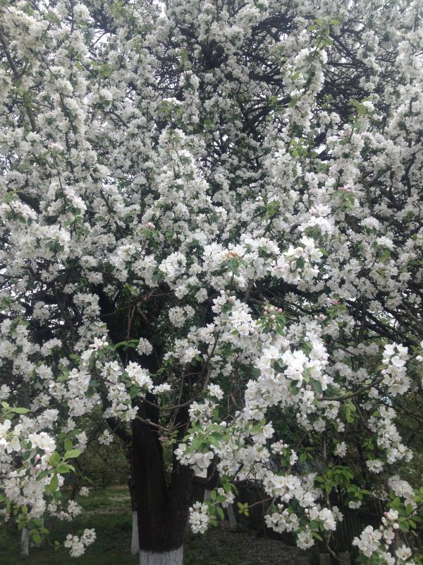 Наші фото - Бобли