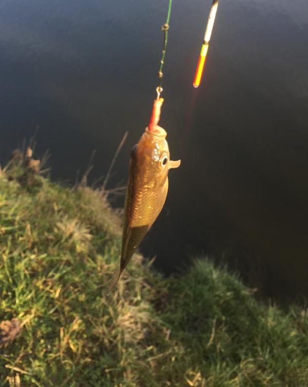 Наші фото - Бобли