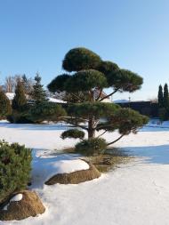 Пологовий будинок 'ADONIS'