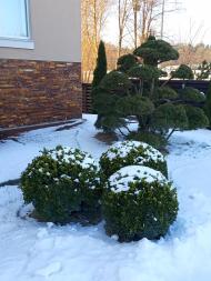 Пологовий будинок 'ADONIS'