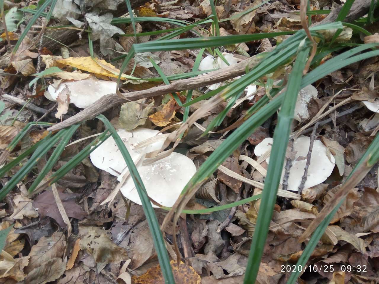 Грибний сезон - Танява