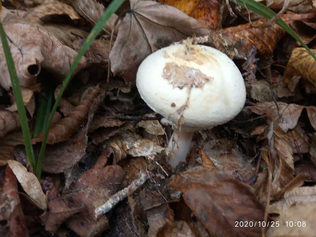 Грибний сезон - Танява