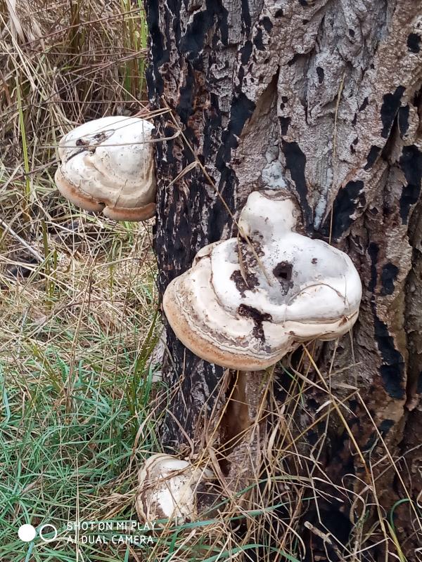 Неграшівський Неграш - Неграші