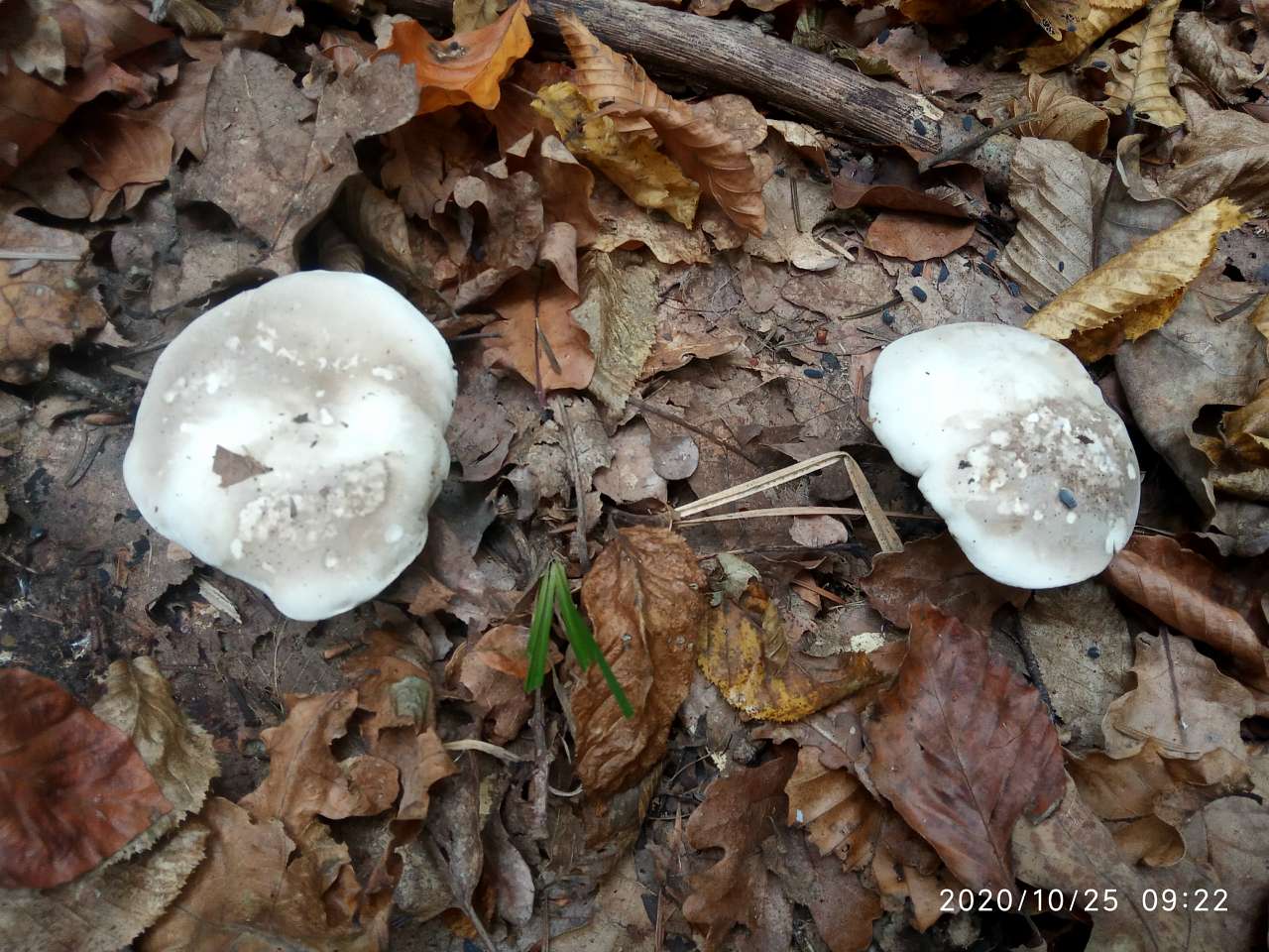 Грибний сезон - Танява