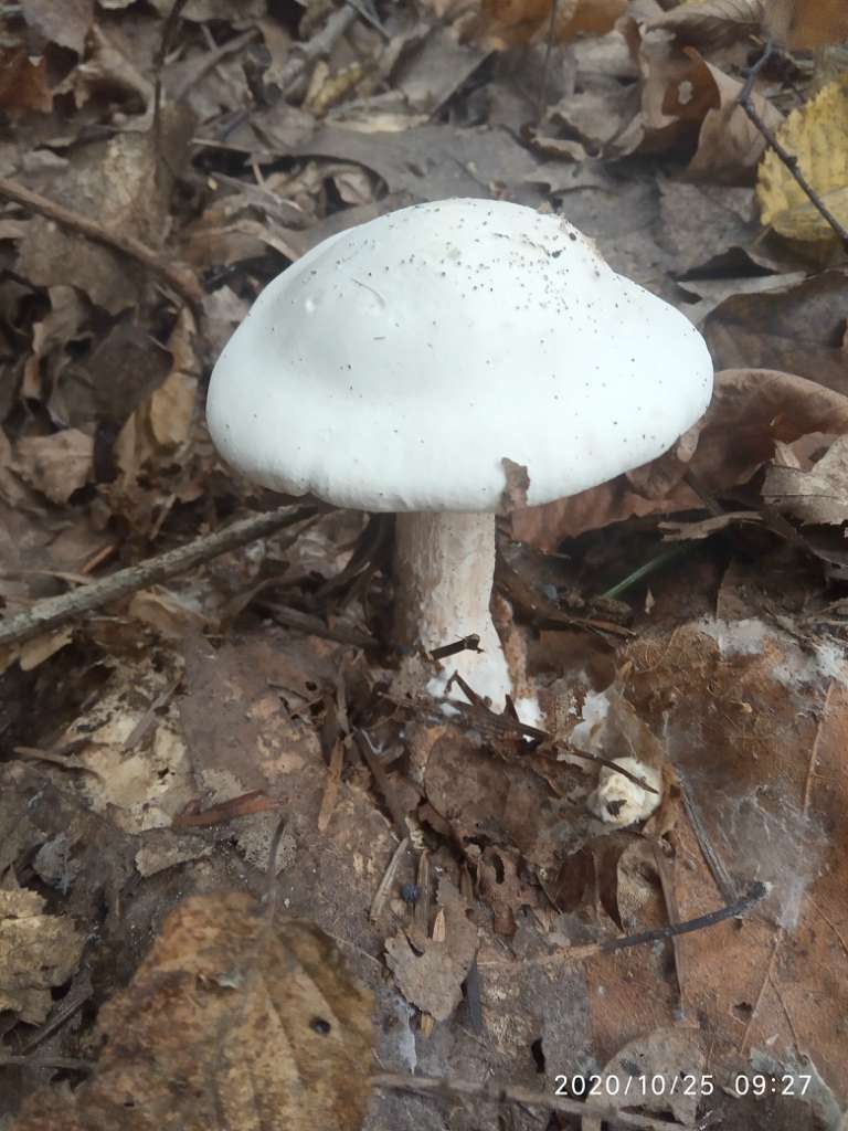 Грибний сезон - Танява